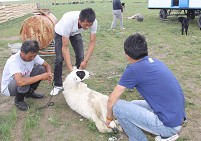 ��gӭ���L�F(tu��n)�����͈D�ך���һֻ��