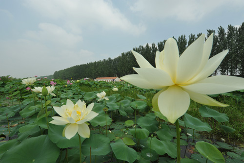 ��ˮ��ܽ��