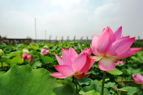 ӳ�պ��A�e�Ӽt