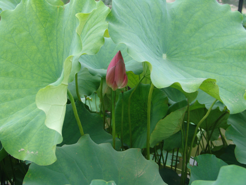 С�ɲ�¶����