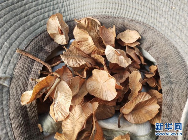 ���D�Ļ��ӣ���6�����ϸ���ؕɽ�l(f��)�F(xi��n)��ϡ�lΣֲ���ͩҰ����Ⱥ