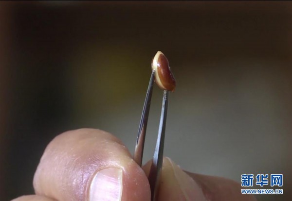 ���D�Ļ��ӣ���7�����ϸ���ؕɽ�l(f��)�F(xi��n)��ϡ�lΣֲ���ͩҰ����Ⱥ