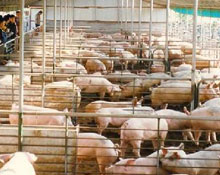 ���i�r(ji��)������ÿ�i̝332Ԫ ���ҿ�˥ȫ������