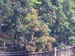 拍照較量諾基亞N73與索愛K810對比(9)