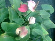 觸摸屏+鍵盤 320萬像素AF七喜H787評測 性價(jià)比出眾七喜拍照娛樂手機(jī)H787評測(5)