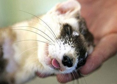 ����ɐ�˯�˴�P�c