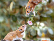 �ِ���ԭ�����@ôՄ��