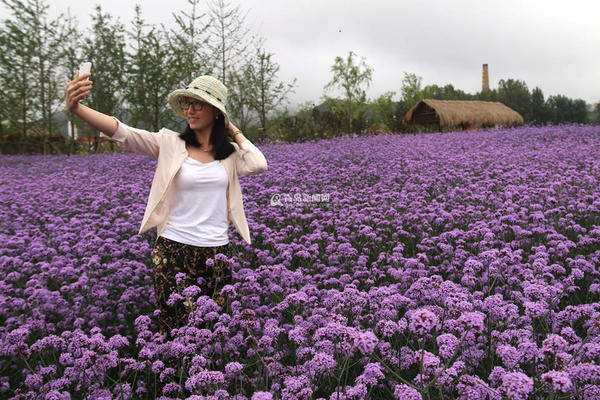 ��ǰ�����u���������B�^��@�R�޻��`�����γ�һƬ��ɫ�������@�^�ȵĻ�ɽ�r�����^���ɹŰ�����܇¶�I��Ӌ��7����Ѯ�����_����
�R�޻�λ�ڈ@�^������ռ��130�������ڞ�ÿ��6�¡�9�¡��R�޻��Ƕ������ݱ�ֲ�ԭ�a�ښW�����߿��_120���ס�ȫ�ݿ�ˎ�ã�����ᡢ�ⶾ��ֹ�W����x�Ĺ�Ч��