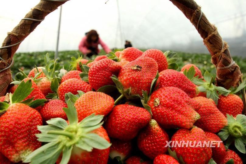 #���r(n��ng)�I(y��)����2����ݮ�h��ӭ����