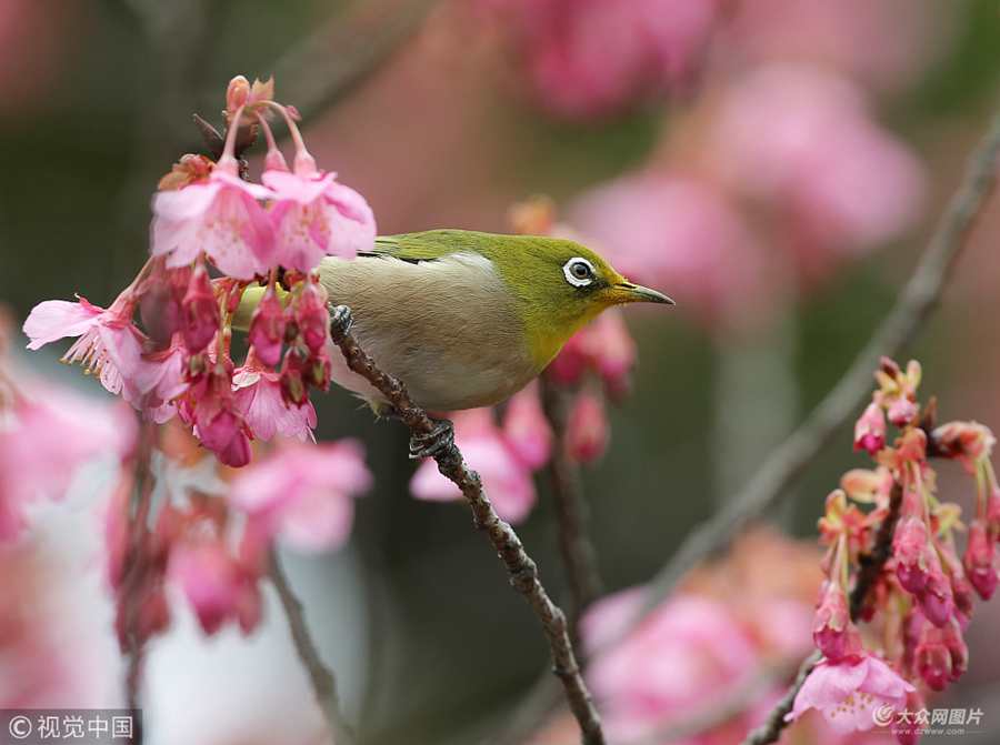 2018��1��18�գ��ձ��|������ԭ������_���ѻ��_�ţ�����һֻ���G�C���B��