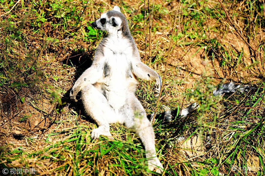 2018��10��11�գ�ɽ�|���u��ɭ��Ұ����������ĭhβ�����е��ڲݵ��ϴ�����̫ꖣ��е���̫��´��[�ґ�