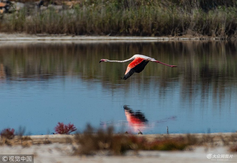 ������֣��zӰ�ۺ����ڶ�߅�hƈ���^���B��r�l(f��)�F(xi��n)1ֻ�B����(j��ng)�_�J������B�������B����Q�t�X����Ҫ�ֲ����������ޡ����ޡ��Ё����ρ��ȵ؅^(q��)����������lΣҰ�����1997�����҇��½��״ΰl(f��)�F(xi��n)���_��ԓ�B��