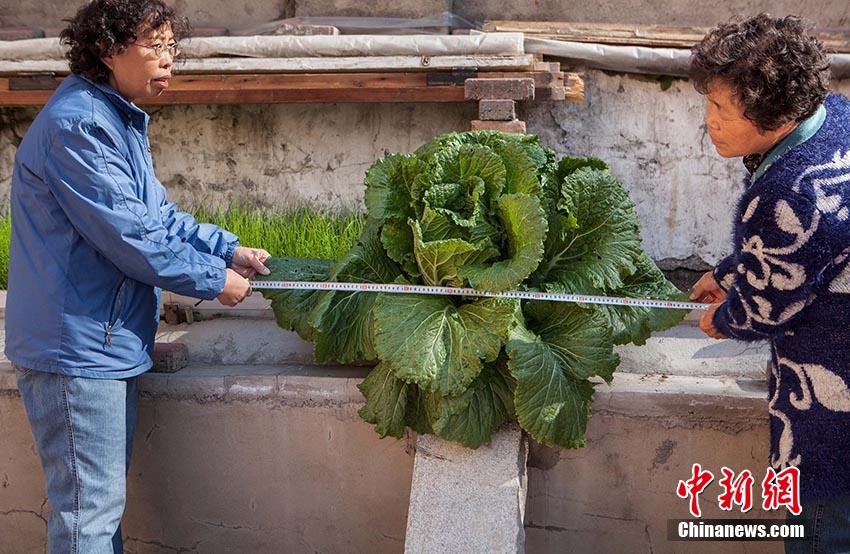 8����Ѯ����С�^�����ڲ˳���N��һЩ�ײˣ�һ���º���һ�w�ײˏĲ˳ص�ˮ��p��D�˳���������@�w�ײ�Խ�LԽ���~��ֱ���ѽ����^��һ�ס�  (3).jpg