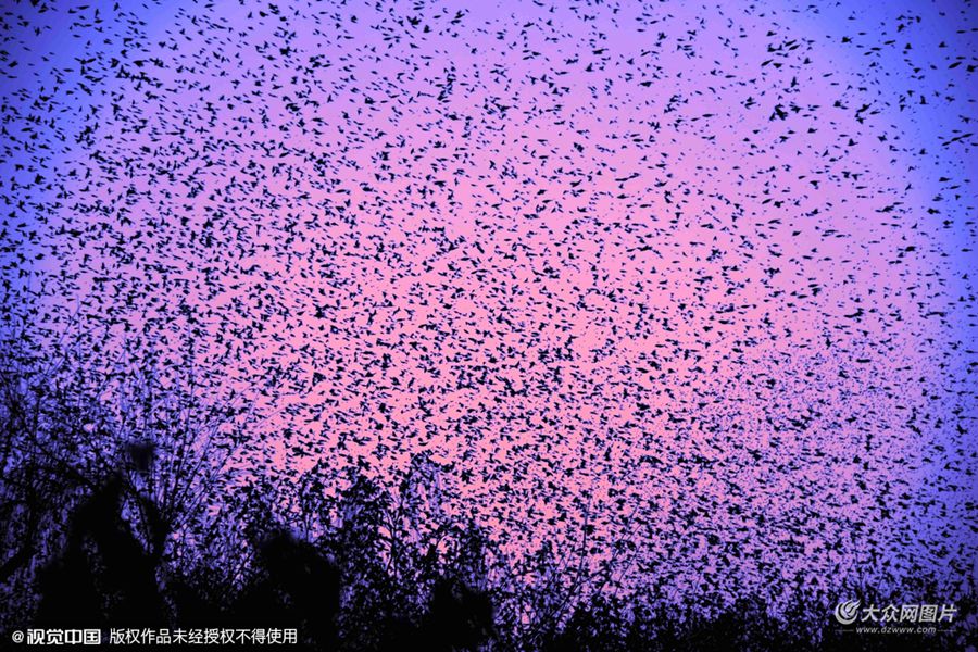 2016��02��02�գ�ɽ�|ʡ�����У�����ͻȪ���^�Ͽգ����fֻ���N�B�������бP�������ߖ|�L/ҕ�X�Ї���