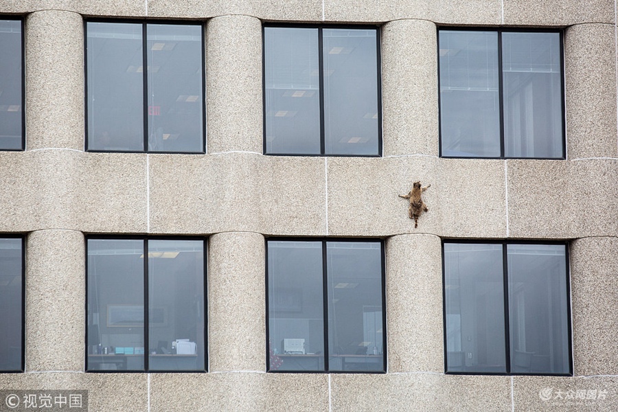 2018��6��13��Ӎ������һֻС��ܠ������˂����ġ����ؕr�g6��12�գ����˰l�Fλ�������K�_���׸�ʥ���_����ʿ���y�д����ȳ��FһֻС��ܣ����l��·���^��